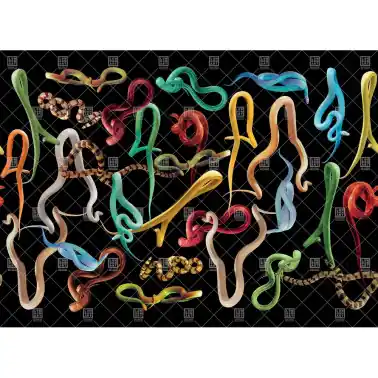 SNAKES STORM 01TP-01