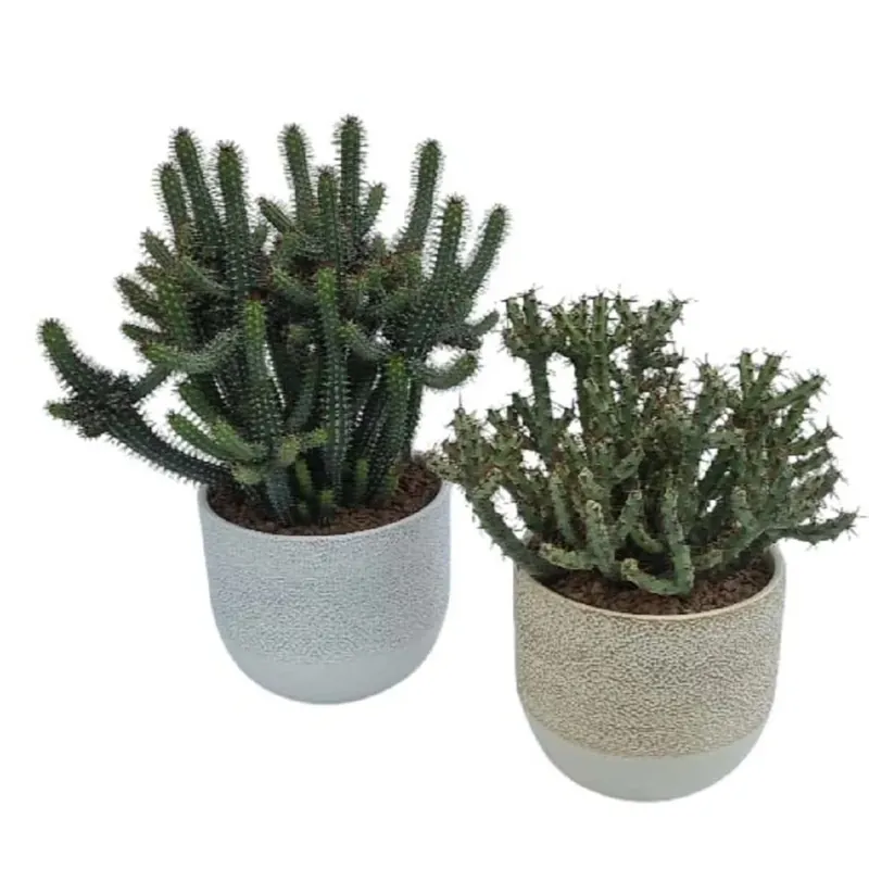 Euphorbia mix vaso decor Ø 16 cm