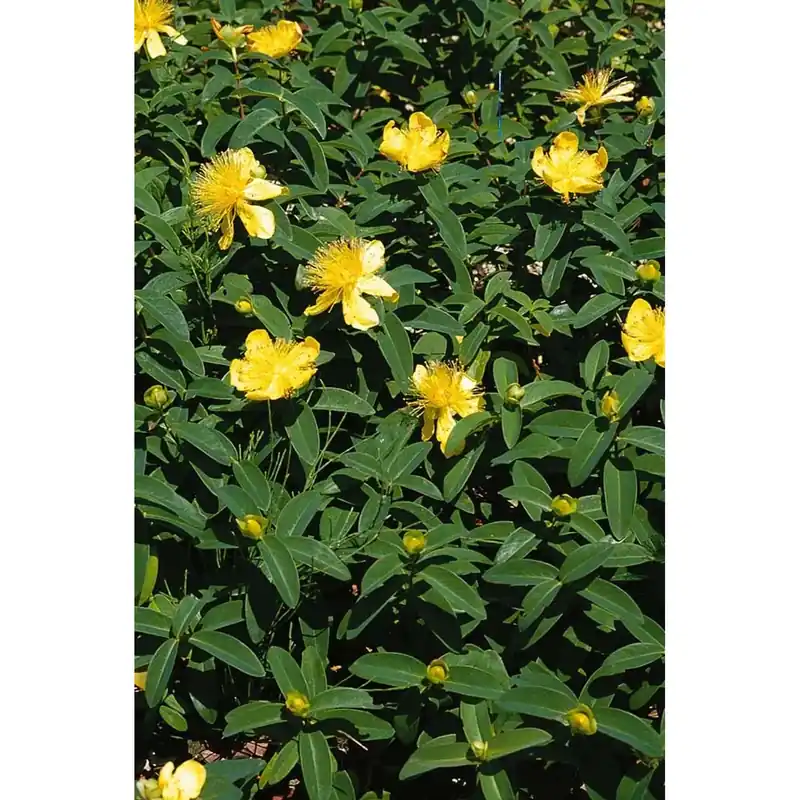 Hypericum calicynum - Iperico