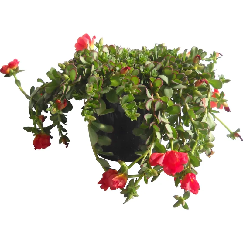 Portulaca vaso 14 cm