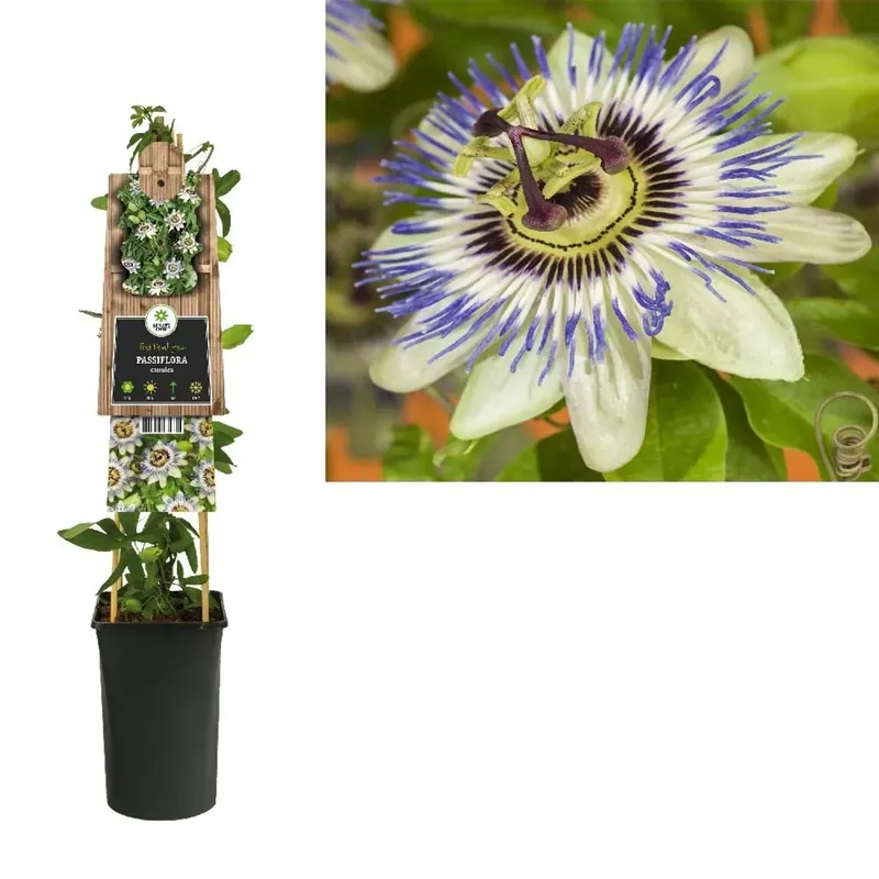 Passiflora Caerulea vaso 15 cm