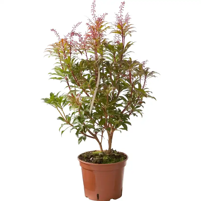 Pieris japonica vaso 17 cm