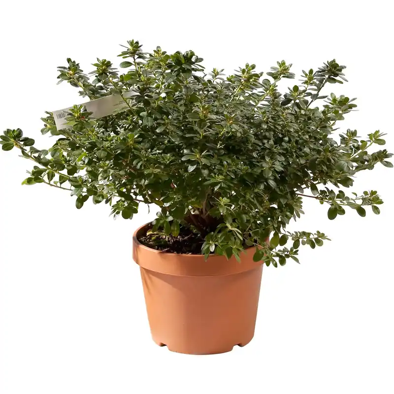 Azalea japonica chioma 60 cm