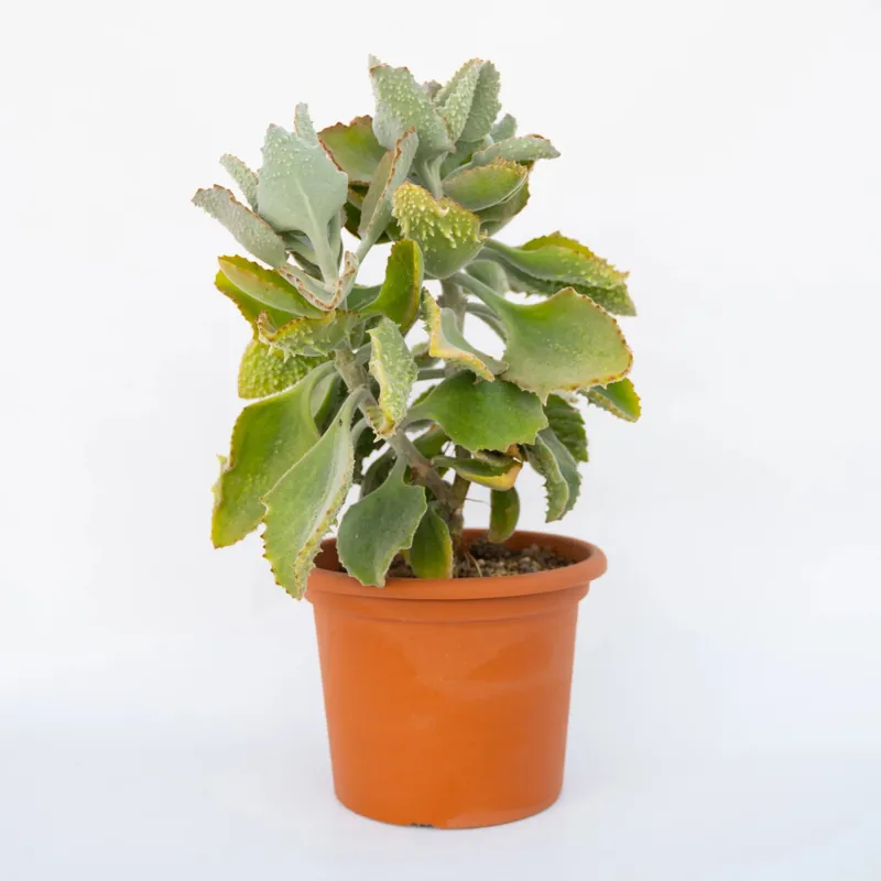 Kalanchoe beharensis ‘Fang‘ vaso diametro 25 cm