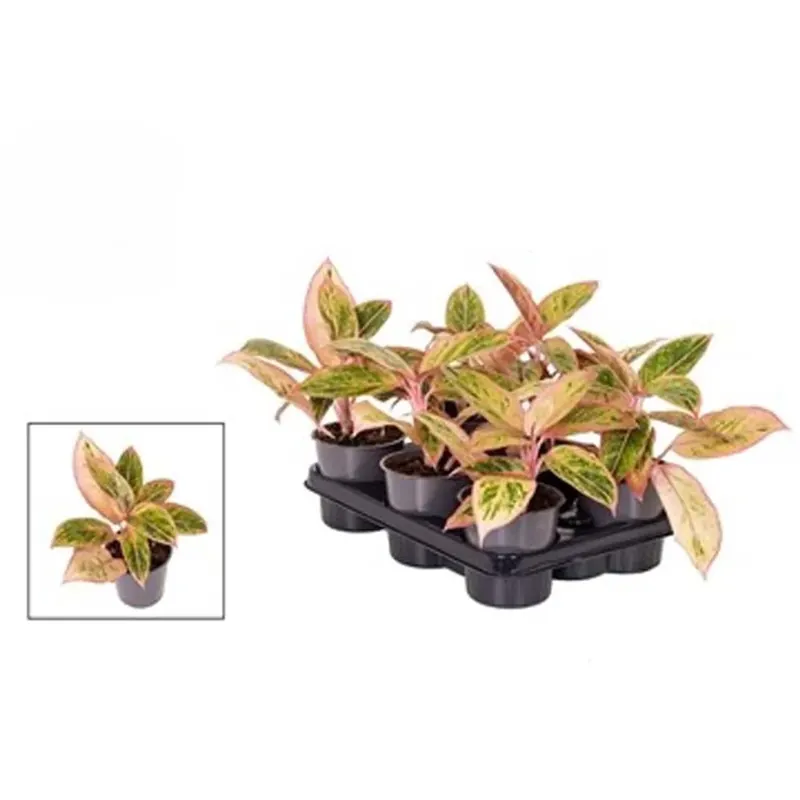 Aglaonema Salmon Fantasy vaso 12 cm