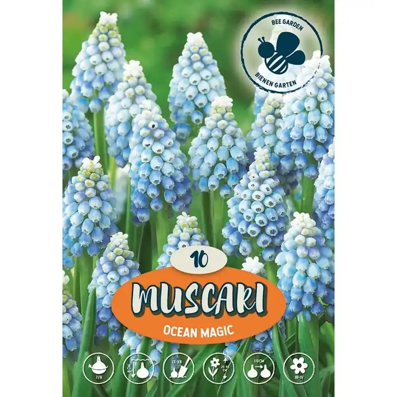 Muscari Ocean Magic