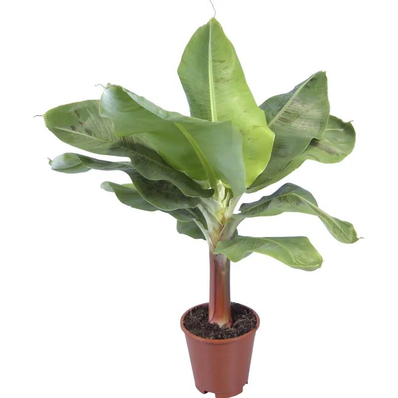 Musa Tropicana banano ornamentale vaso Ø 17 cm