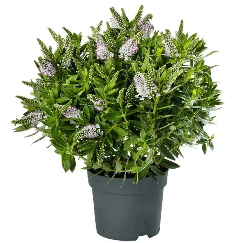 Hebe Addenda mix vaso 17 cm