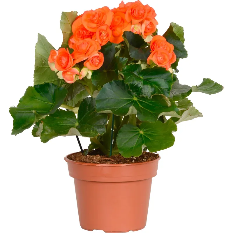 Begonia "Elatior" arancione Ø 14 cm
