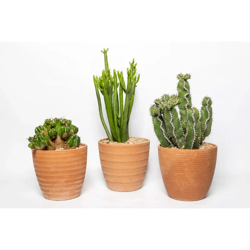 Collezione Euphorbia vaso terracotta Ø 18 cm