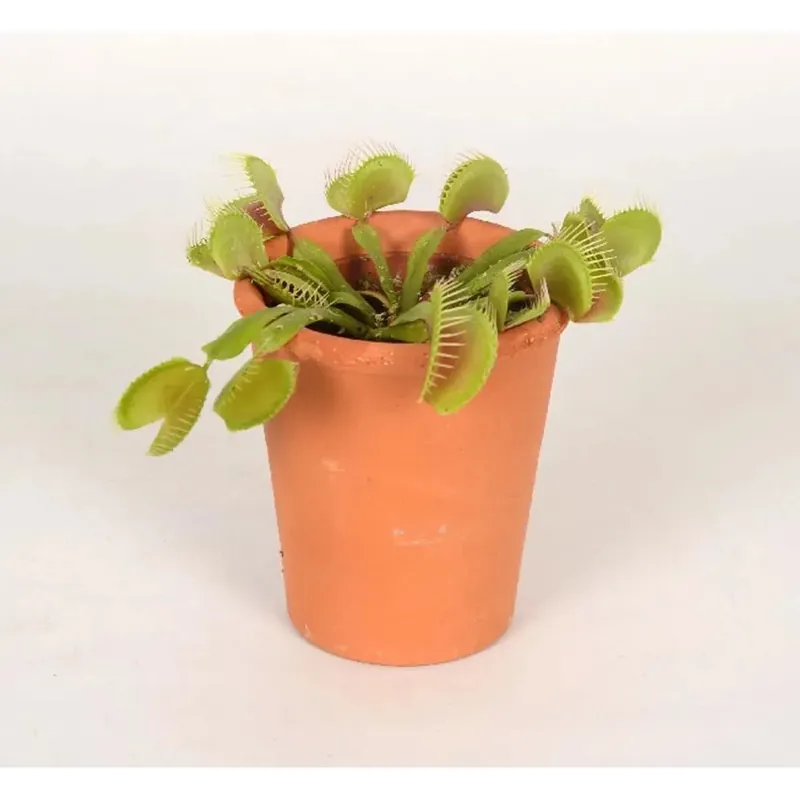Dionaea vaso Terracotta Vasetto 7 cm