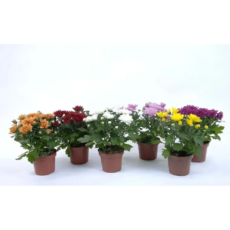 Crisantemo Doppio3 Rami mix vaso 12 cm