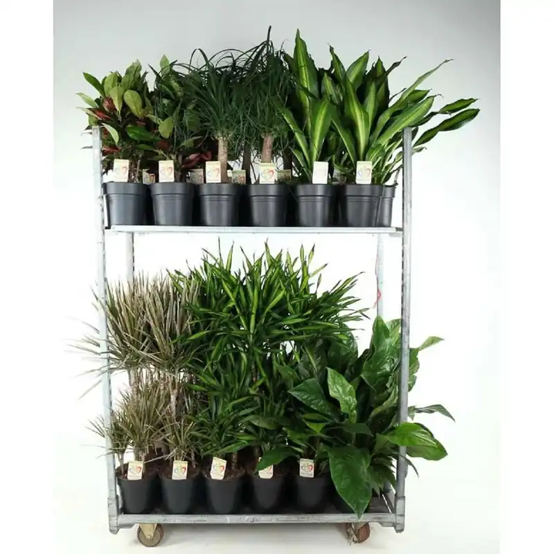 Composizione Mix 3 piante verdi vaso 21 cm