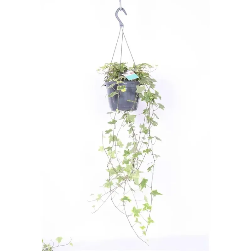 Hedera Heix Yellowripple Vaso 17 cm