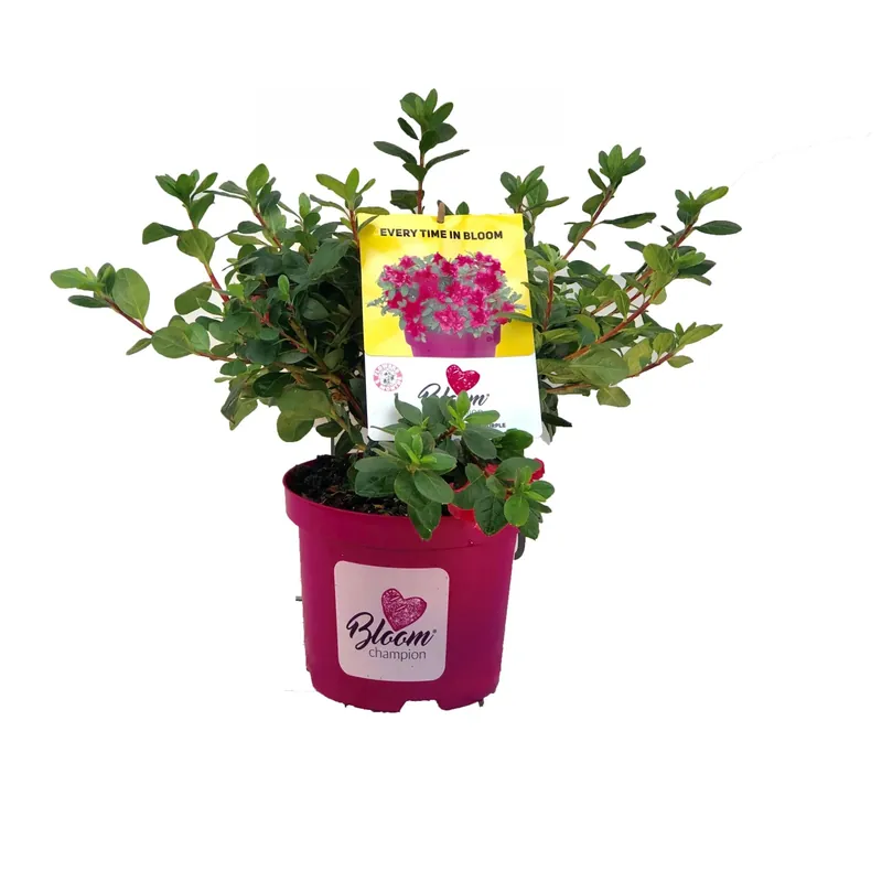 Azalea rifiorente "Bloom Champion"