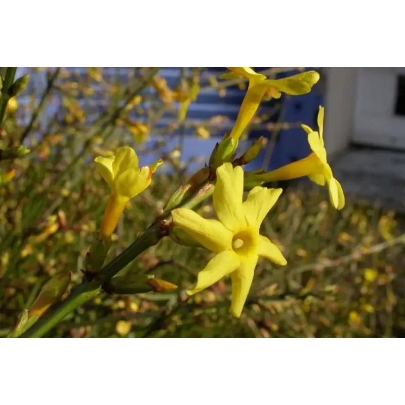 Jasminum nudiflorum - Gelsomino d`inverno