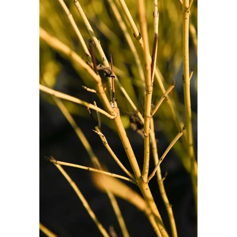 Cornus stolonifera `Flavirameà