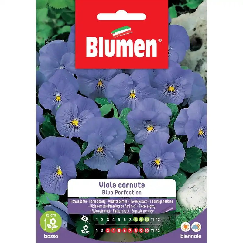 Semi Blumen viola Blue Perfection