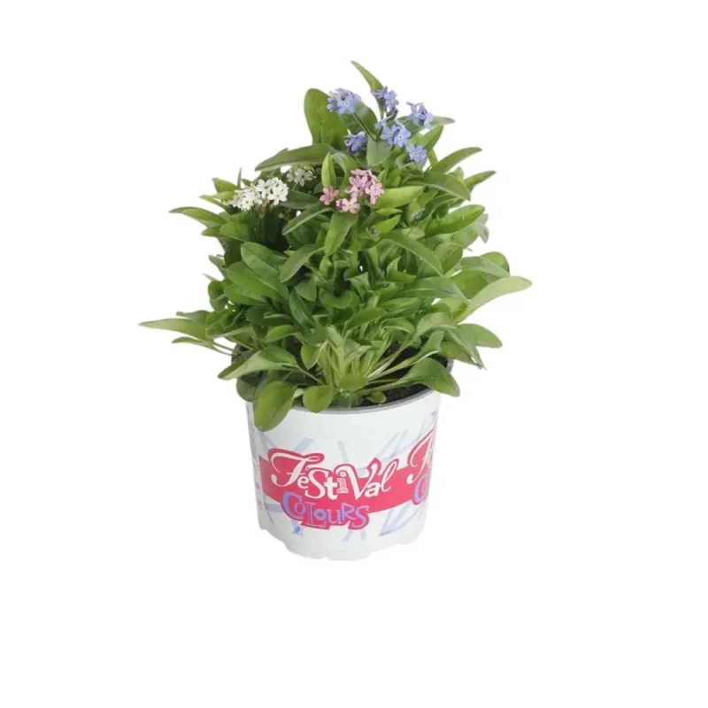 Myosotis festival Colours vaso 12 cm