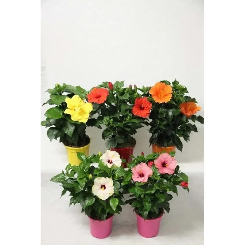 Hibiscus Sinensis Rosa mix vaso 17 cm