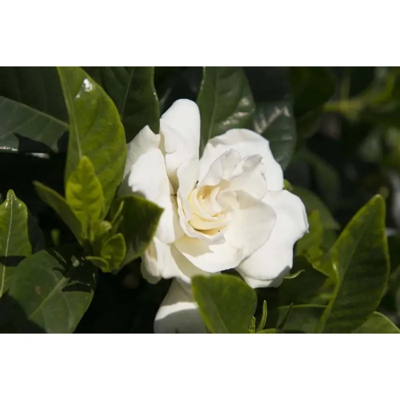 Gardenia jasminoides