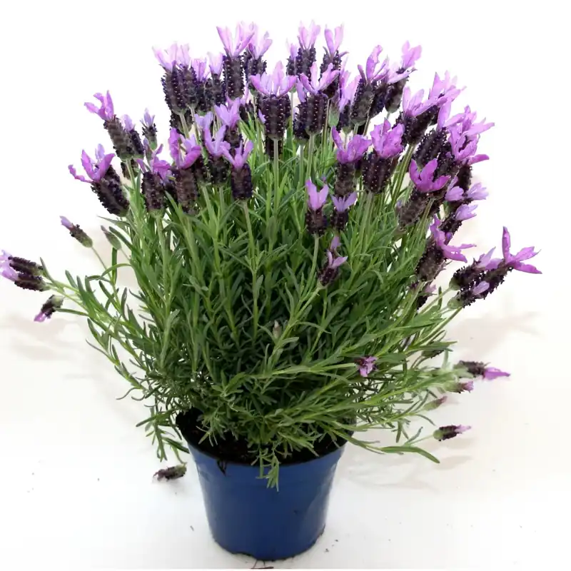 Lavanda Stoechas vaso Ø cm 17