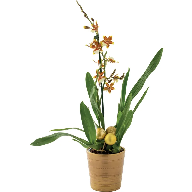 Orchidea Cambria 1 ramo vaso colorato