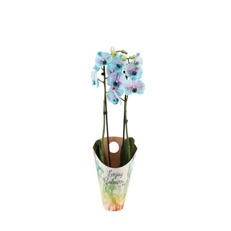 Phalaenopsis Royal Bubblegum vaso 12 cm