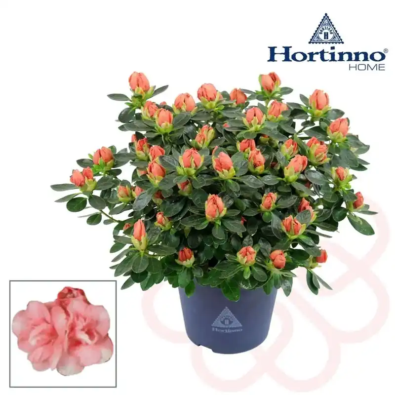 Azalea Hortinno Lime Peach Vaso 13 cm