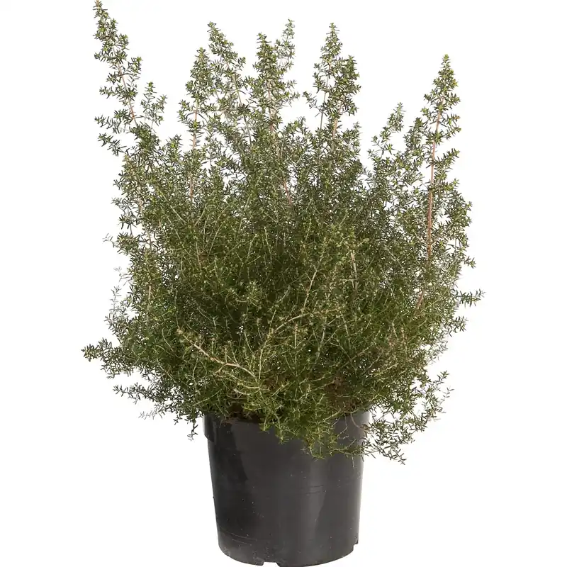 Erica canaliculata