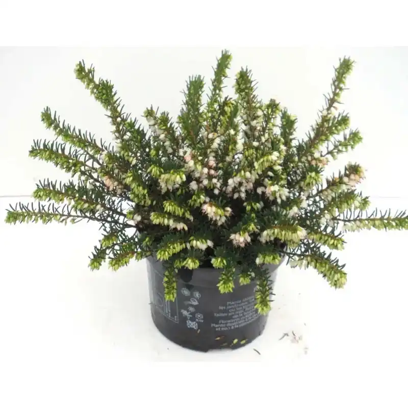 Erica gracilis bianco vaso Ø circa 11 cm