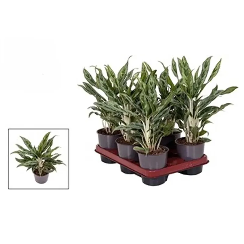 Aglaonema Greyhound in vaso 12 cm