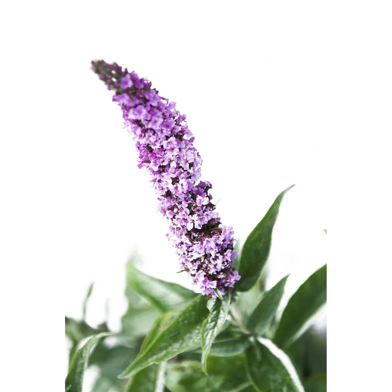 Buddleja davidii h 40/60 cm
