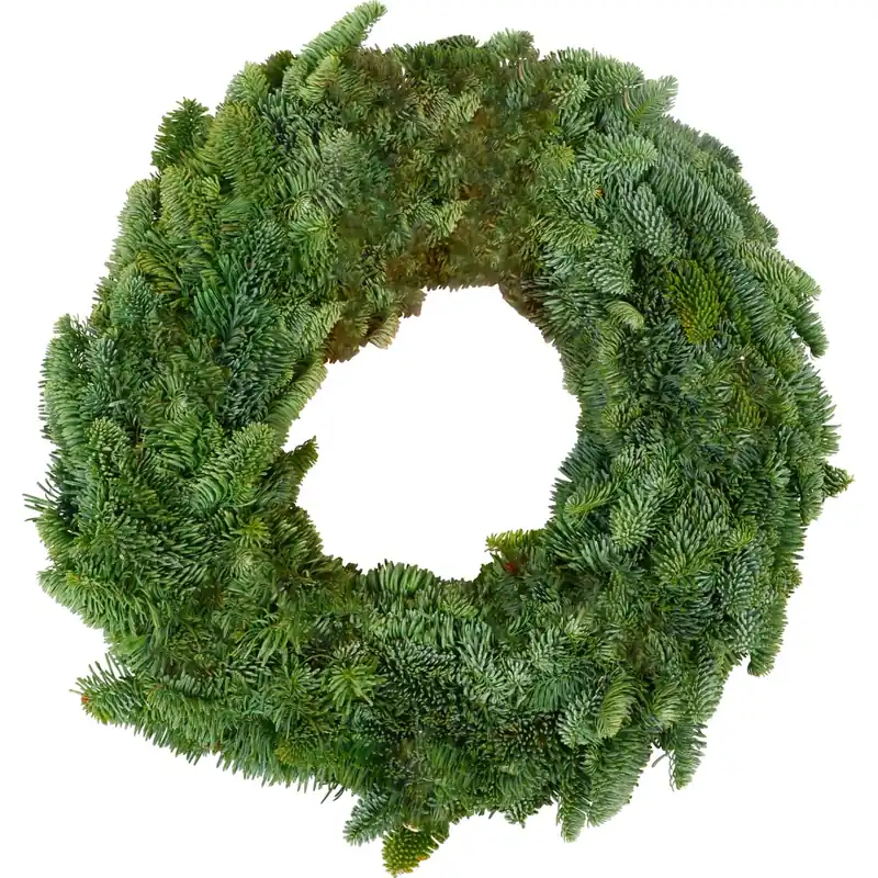 Corona nobilis vaso 50 cm
