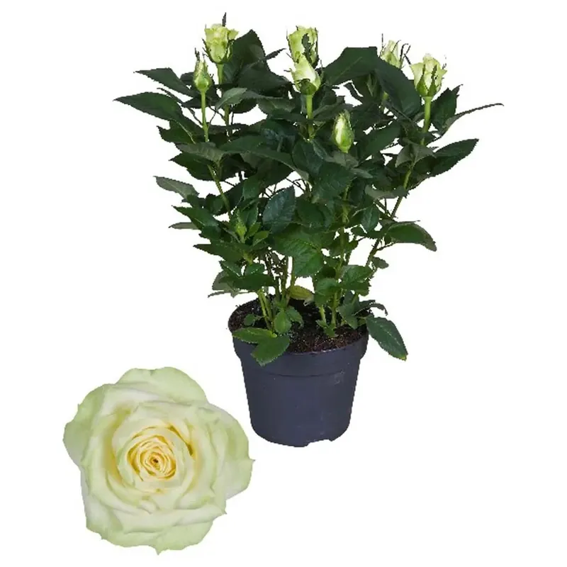 Rosa fiore grande Bianco vaso 13 cm