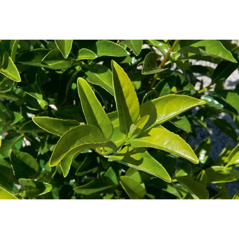 Viburnum lucidum - Viburno