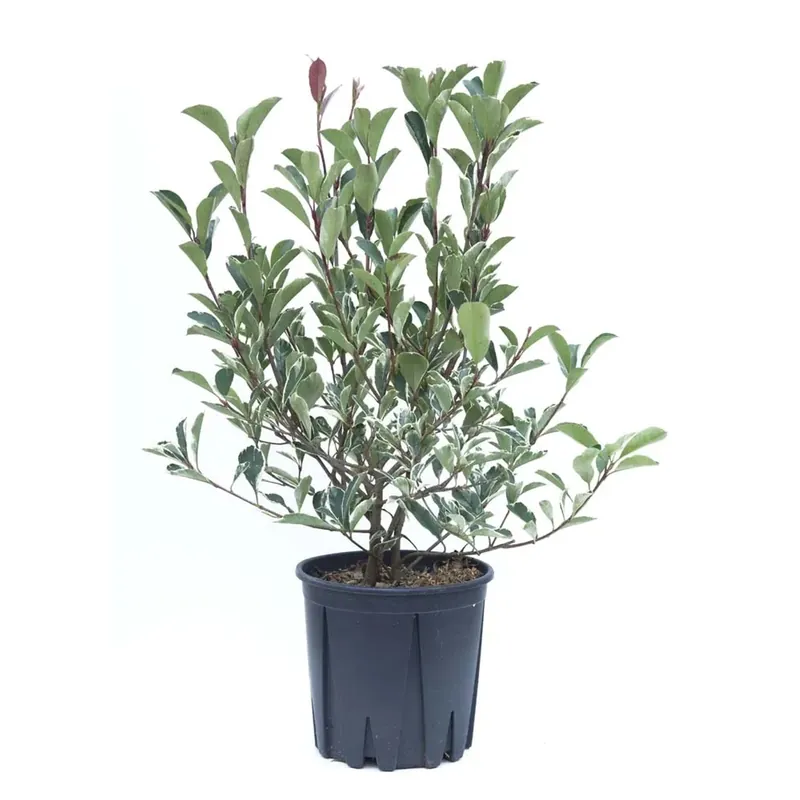 Photinia x fraseri `McLarlou` LOUISE