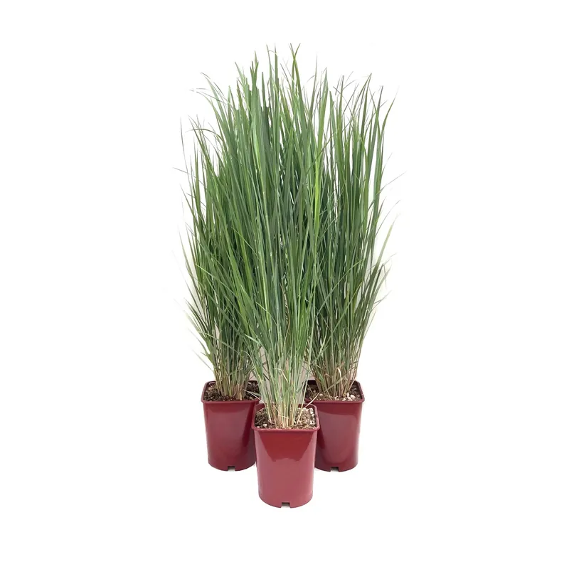 Panicum "Northwind" LV 15