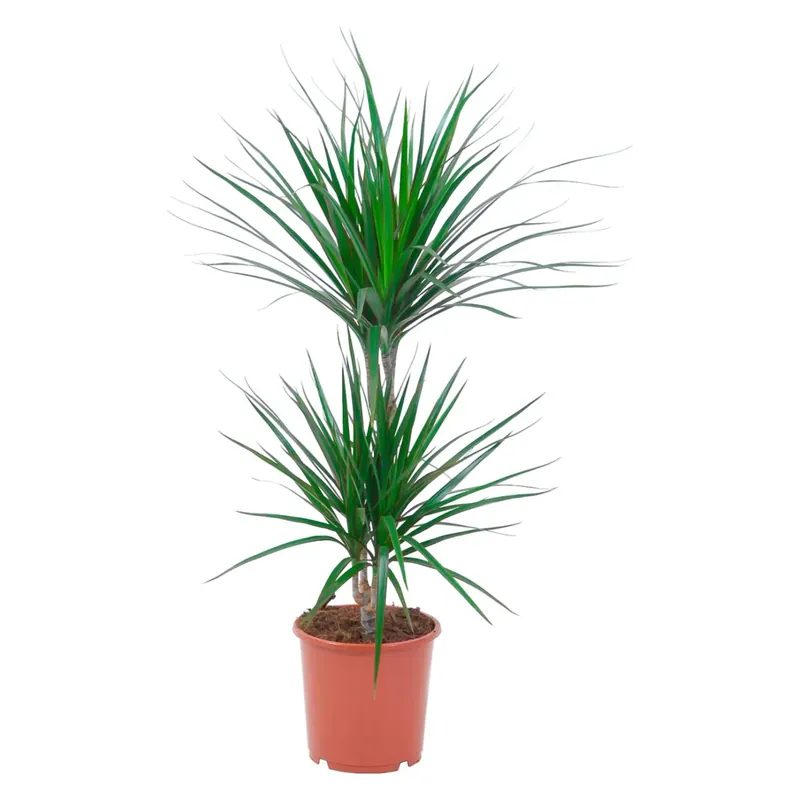 Dracena a tronco doppio vaso Ø ca. 17 cm