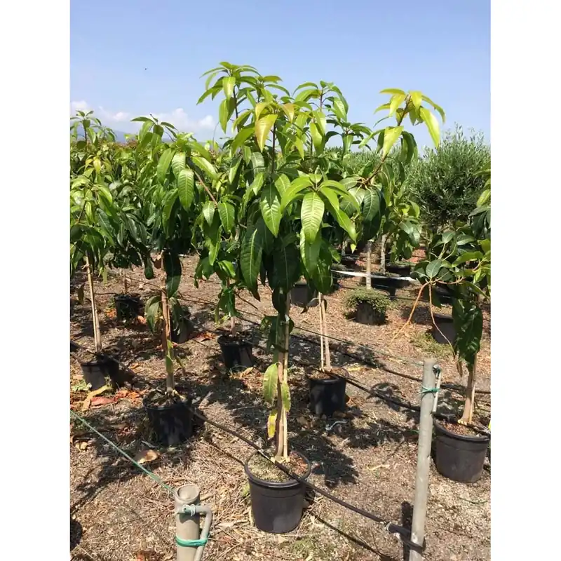Albero da frutto Mangifera Indica Mango vaso Ø cm 28