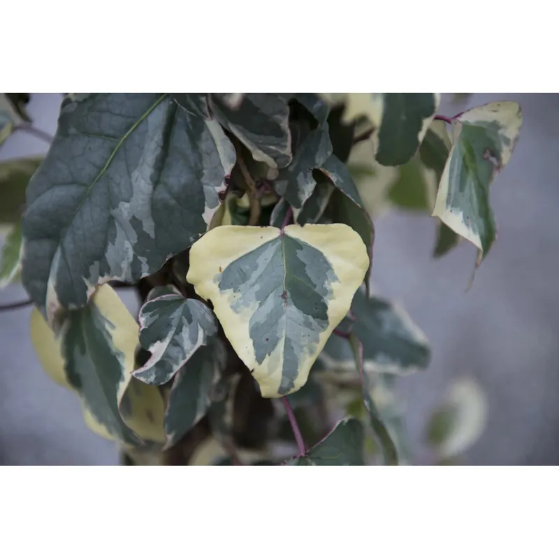 Edera algeriensis rampicante h cm 100/125