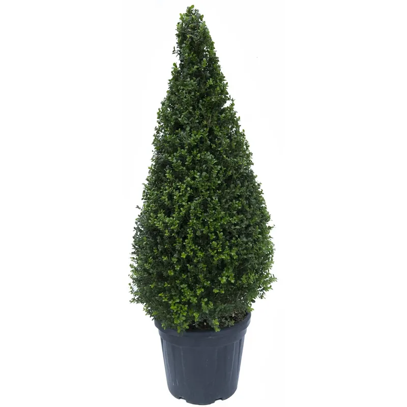 Bosso cono 100/125 cm