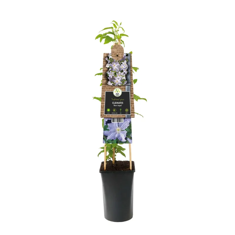 Clematis "Blue Angel" H circa 75 cm vaso circa 2,25 l