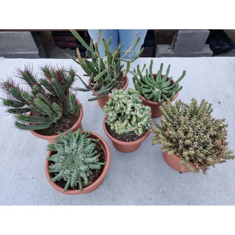 Euphorbia mix collezione vaso 20 cm
