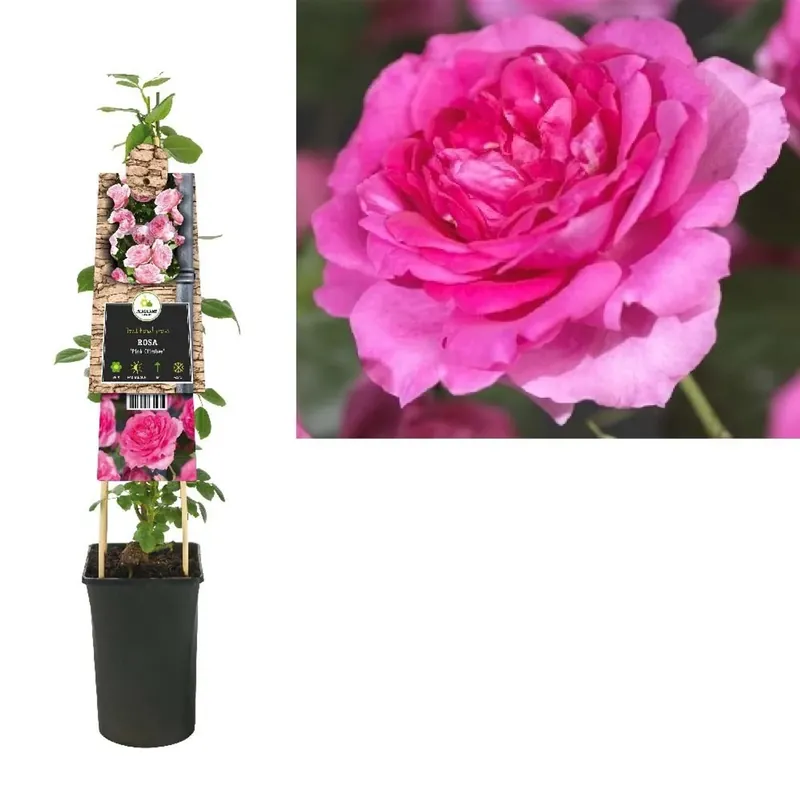 Rosa Chapl Chaplin`s Pink Clim vaso 16 cm