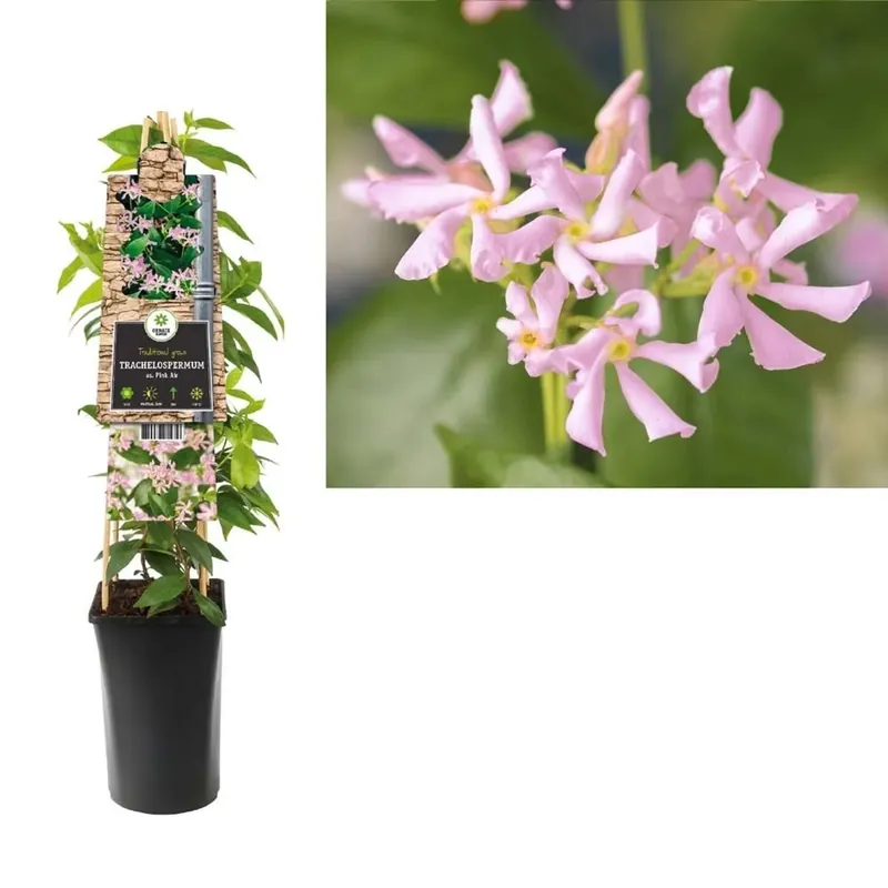 Trachelospermum Asiaticum Vaso 17 cm