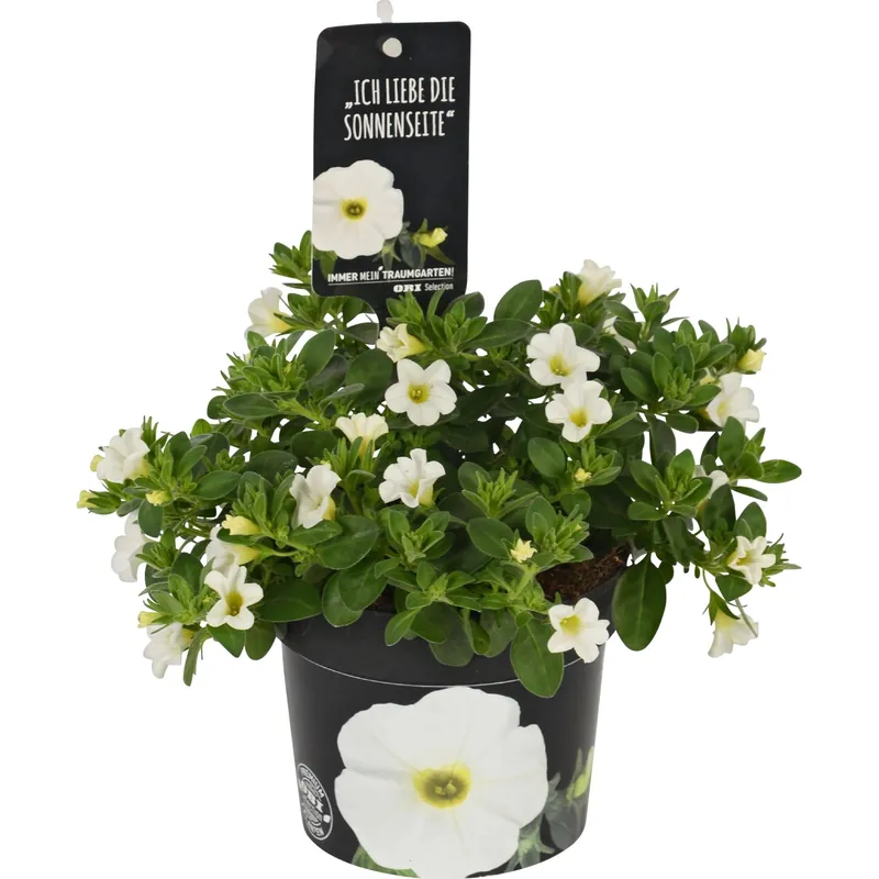 Petunia nana H60 /40 x vaso Ø 12 cm