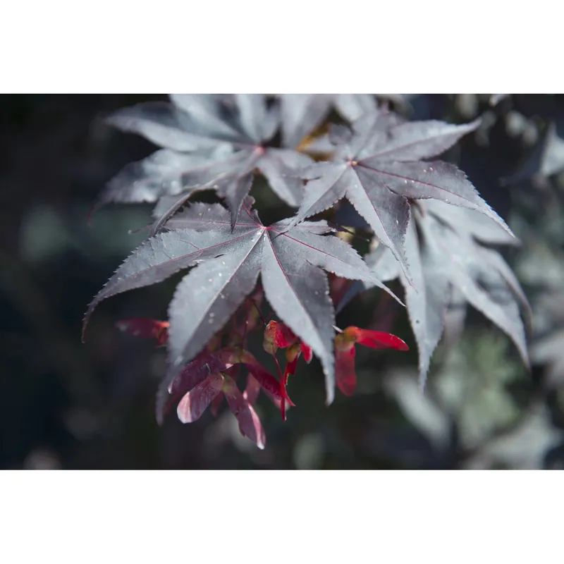 Acero palmato Bloodgood cespuglio h 100/125 cm