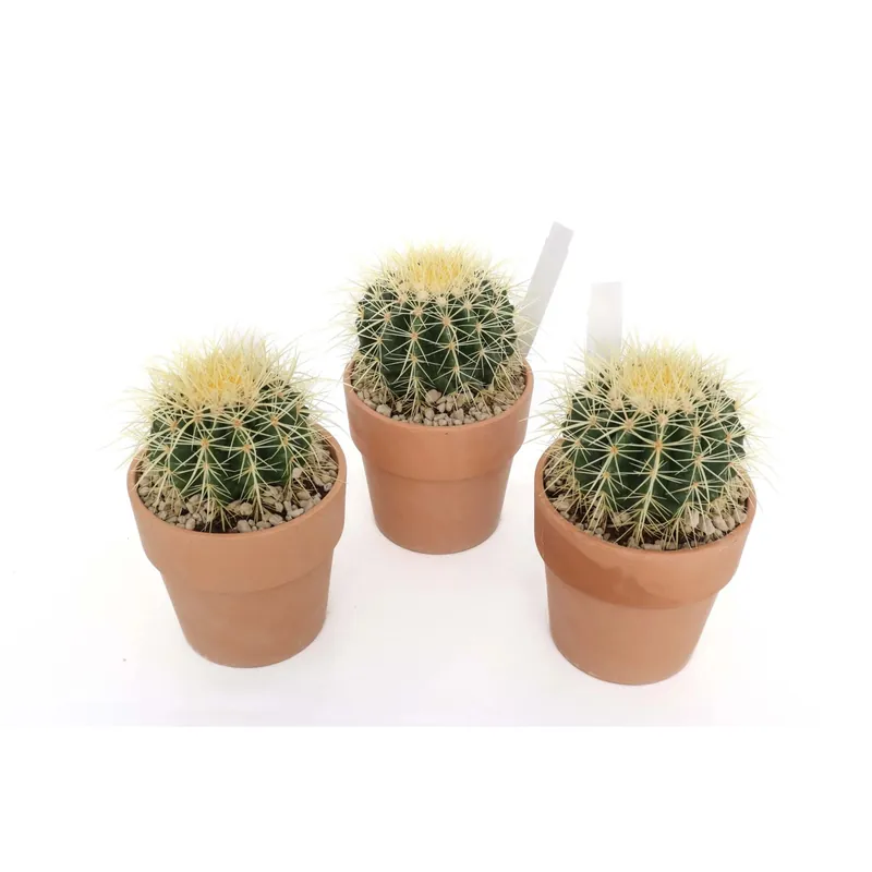 Echinocactus grusoni `Cuscino della suocerà - Vaso Terracotta Ø 15 cm