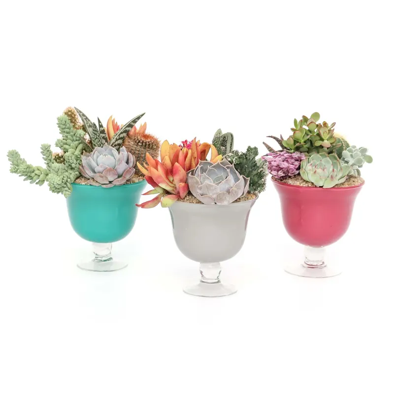 Composizione piante grasse - Vaso Decorativo Colorato Ø 12 cm